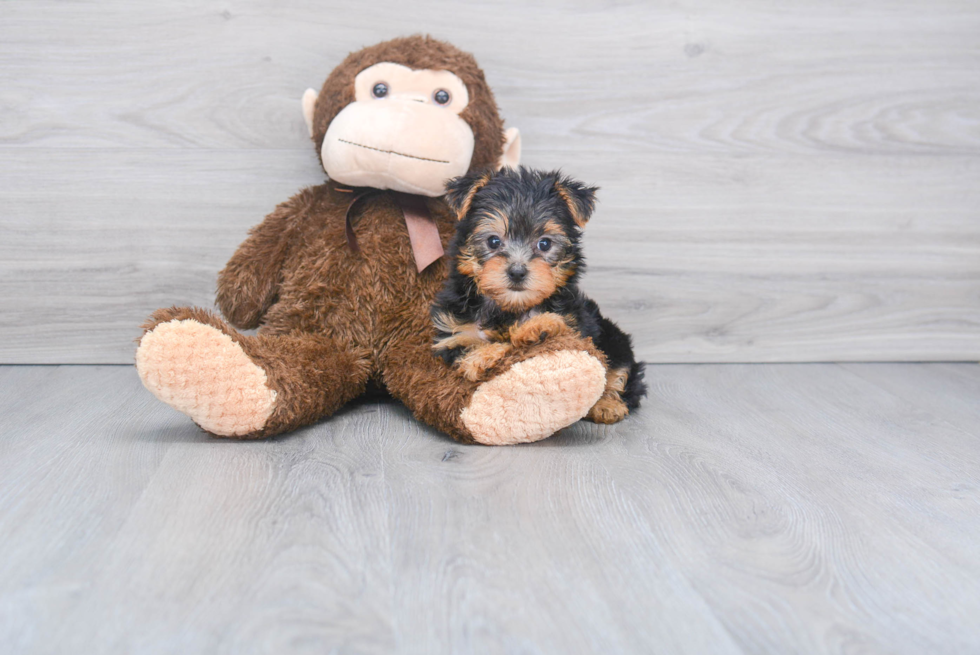 Meet Victoria - our Yorkshire Terrier Puppy Photo 