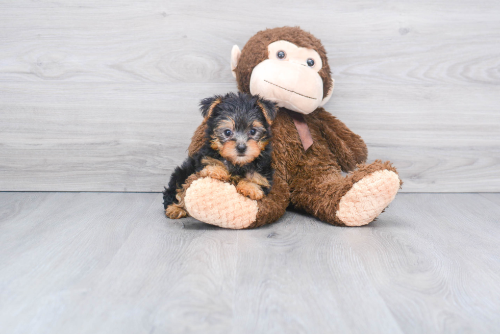 Meet Victoria - our Yorkshire Terrier Puppy Photo 
