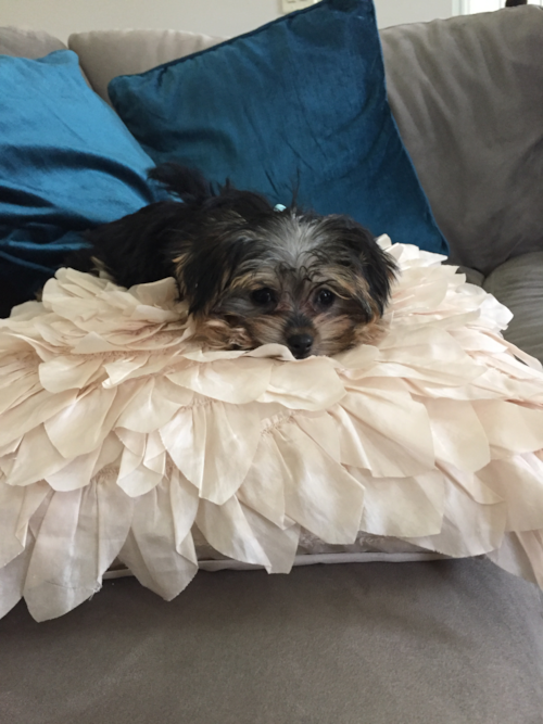 Popular Morkie Designer Pup