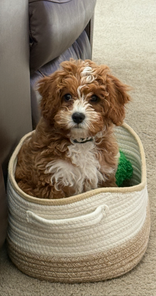Cavapoo Pup
