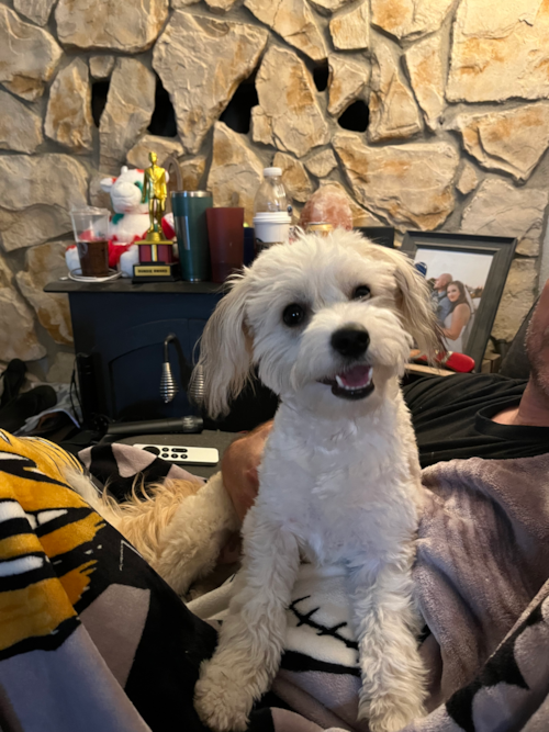 Small Aussiechon Pup