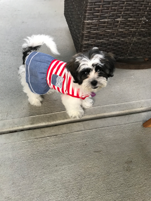 Small Teddy Bear Pup