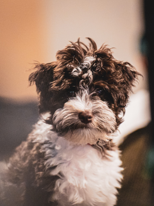 Energetic Havanese Poodle Mix Pup