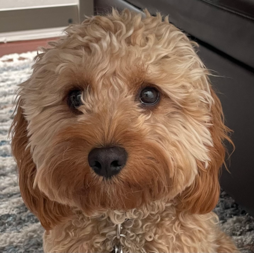 Cavapoo Being Cute