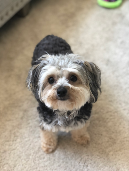 Petite Morkie Designer Pup