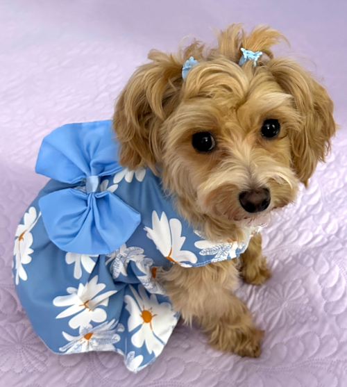 Playful Maltepoo Poodle Mix Pup