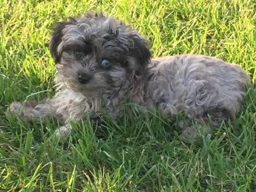 Mini Aussiedoodle Being Cute