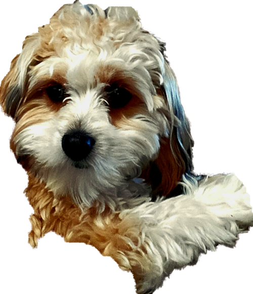 Sweet Cavapoo Pup in Lawrenceburg IN