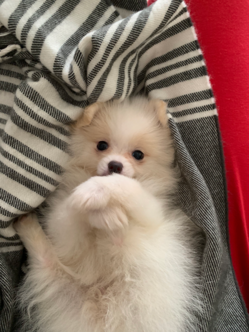 Akc Registered Pomeranian Pup
