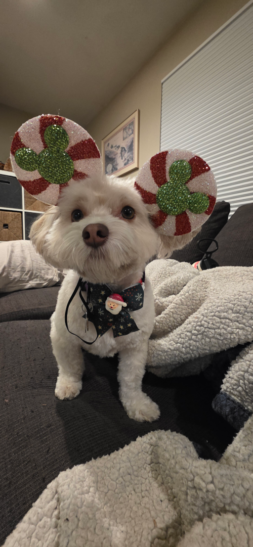 Adorable Bichon Habanero Purebred Pup