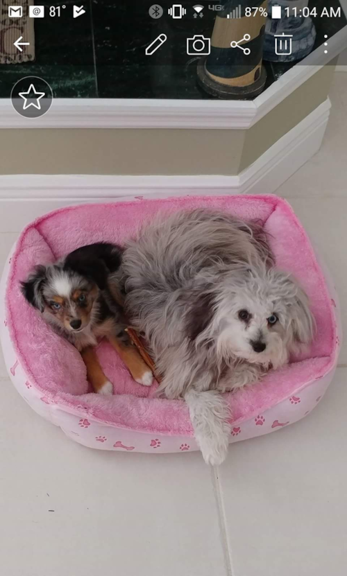 Petite Mini Aussiedoodle Poodle Mix Pup