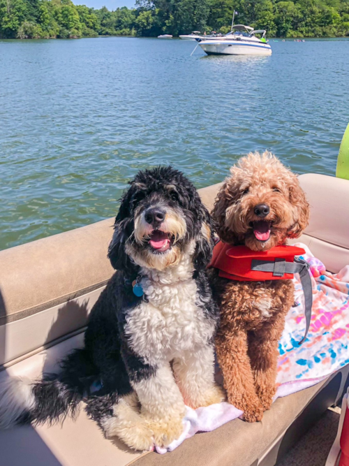 Hypoallergenic Golden Retriever Poodle Mix Pup