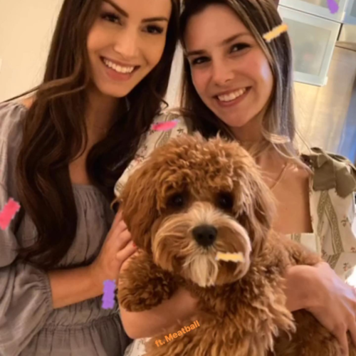 Happy Cavapoo Pup in Seattle WA