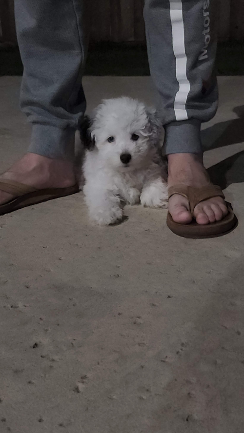 Little Havadoodle Poodle Mix Pup