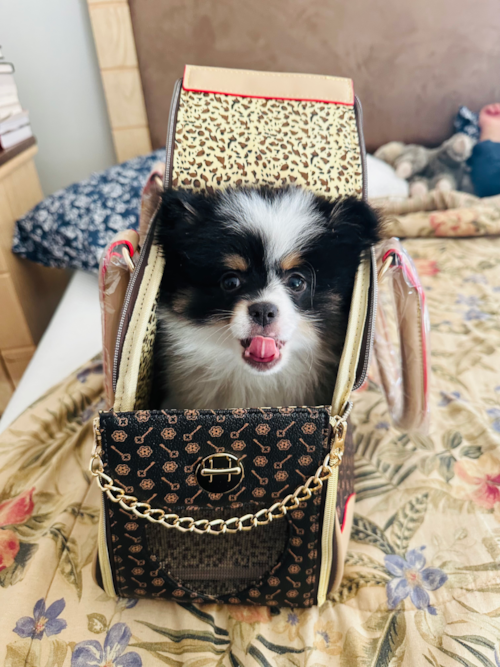 Popular Pomeranian Pup