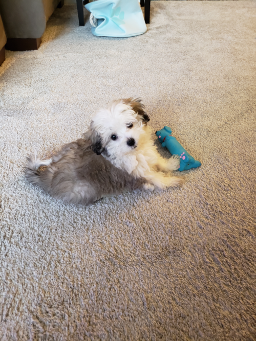 Kent Havanese Pup
