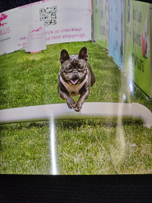 Small French Bulldog Pup