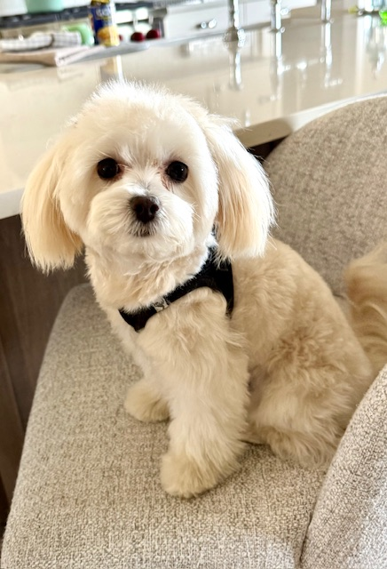 Fluffy Maltipoo Poodle Mix Pup