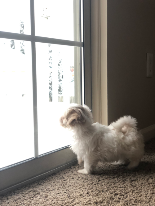 Teddy Bear Being Cute