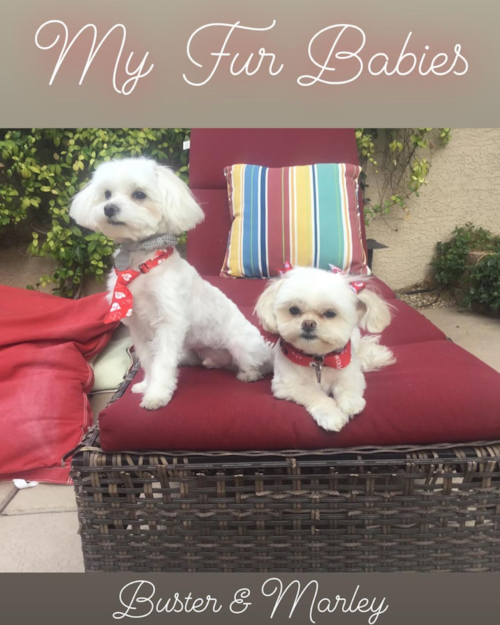 Cute Maltese Pup in Las Vegas NV