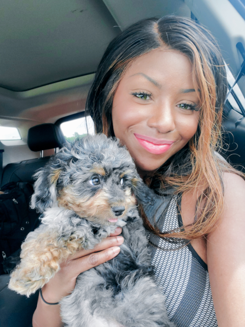 Hypoallergenic Golden Retriever Poodle Mix Pup