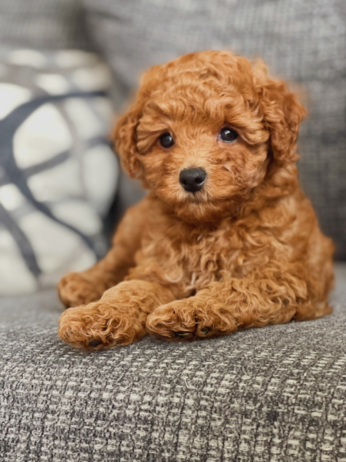 Sweet Cavapoo Pup