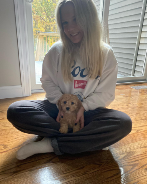 Small Cavapoo Pup