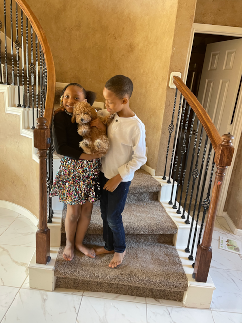 Happy Poochon Pup in