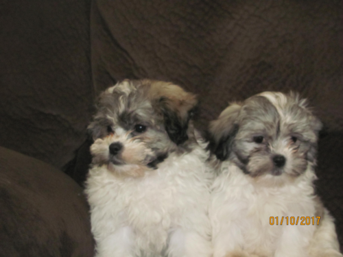 Friendly Teddy Bear Pup