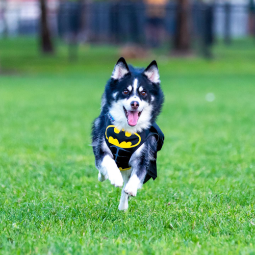Hypoallergenic Mini Husky Designer Pup