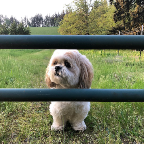 Playful Shih Poo Poodle Mix Pup
