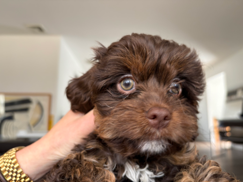 Funny Cavapoo Poodle Mix Pup