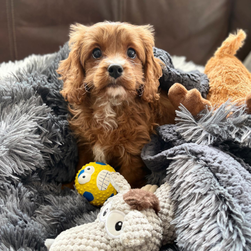 Adorable Cavoodle Poodle Mix Pup
