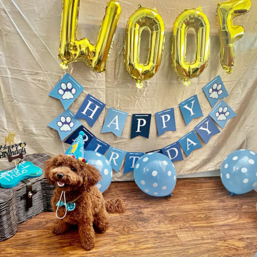 Mini Goldendoodle Being Cute