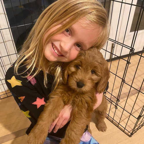 Mini Goldendoodle Being Cute
