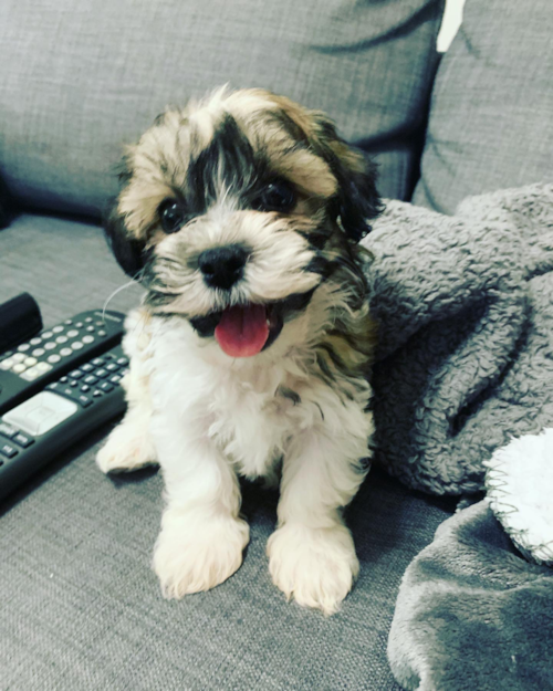 Adorable Shichon Designer Pup