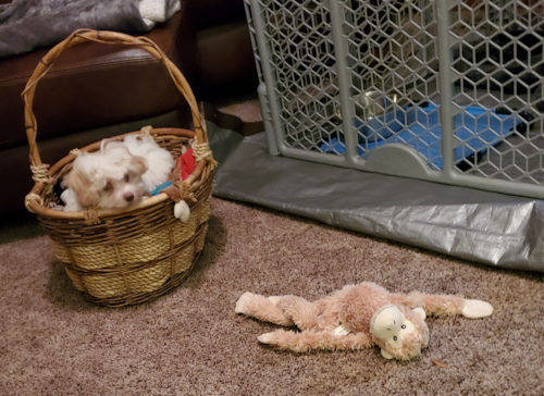 Adorable Maltese Poodle Poodle Mix Pup