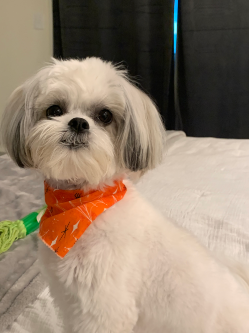 Petite Teddy Bear Designer Pup