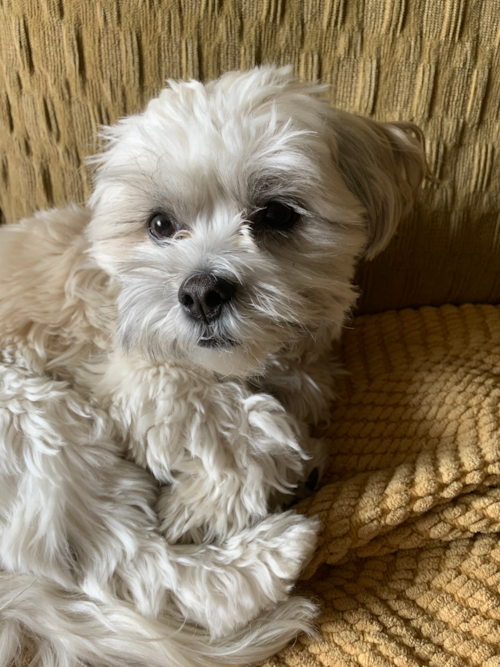 Highland Park Teddy Bear Pup