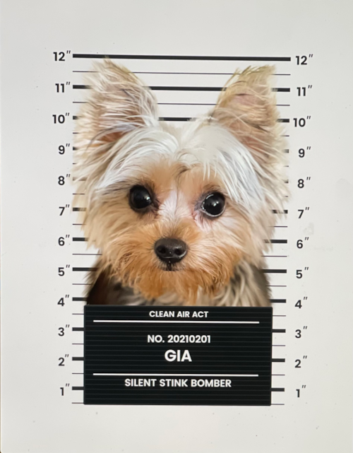 Small Yorkshire Terrier Pup